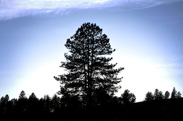 silhouette of tree