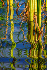 Water Plants