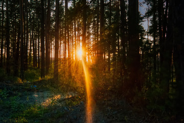 Obraz premium The sun's rays make their way through the branches.