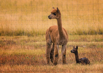 Mother and baby Alpaca