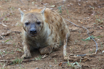 Tüpfelhyäne / Spotted hyaena / Crocuta crocuta