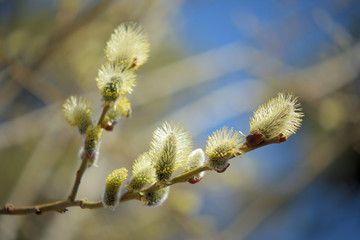 Blooming willow with yellow chickens on the branches