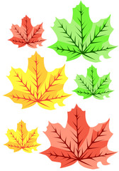 maple leaves in color