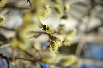 Blooming willow with yellow chickens on the branches