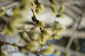Blooming willow with yellow chickens on the branches