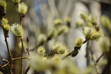 Blooming willow with yellow chickens on the branches