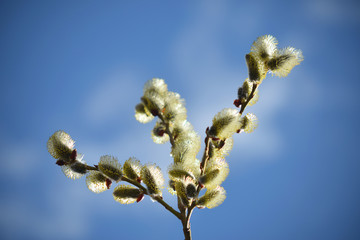 Blooming willow with yellow chickens on the branches