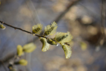 Blooming willow with yellow chickens on the branches