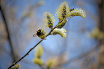 Blooming willow with yellow chickens on the branches