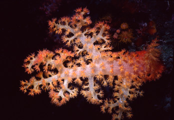 pacific soft coral close up