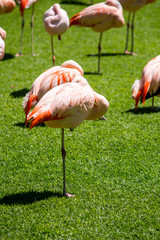 resting flamingo in foreground and other flamingo birds around
