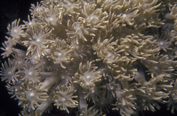 soft coral pacific ocean