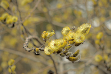 Blooming willow with yellow chickens on the branches