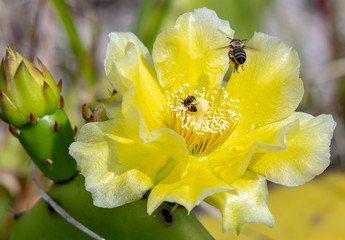 Fototapeta premium Devil's Tongue or Prickly Pear Cactus flower with bees