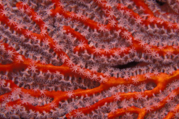 red fan gorgonian, pacific ocean