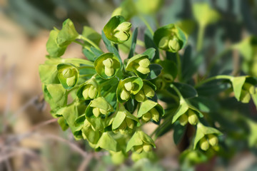 Wulfens spurge