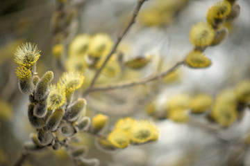 Blooming willow with yellow chickens on the branches