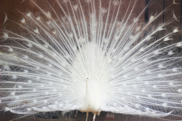 Obraz premium White peacock