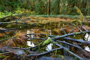 Wetland pond, Bogachiel Valley, Olympic National Forest
