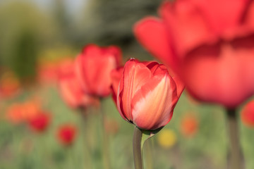 Tulip flowers. Red Flowers spring.