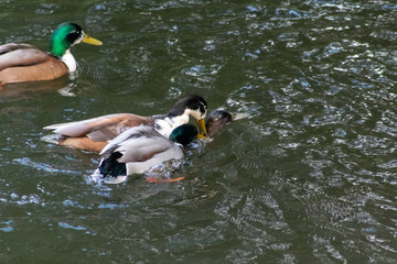 Drei Stockentenerpel zwingen ein Weibchen zur Paarung gegen ihren Willen