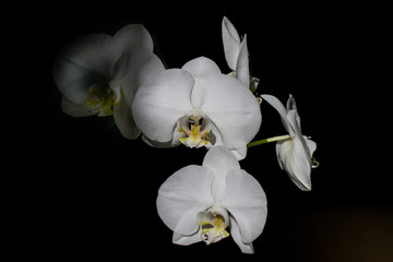 Fototapeta na wymiar orchids isolated against a striking black background with caption space