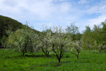 Streuobstwiese - Stockfoto