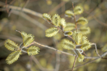 Blooming willow with yellow chickens on the branches