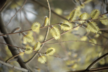 Blooming willow with yellow chickens on the branches