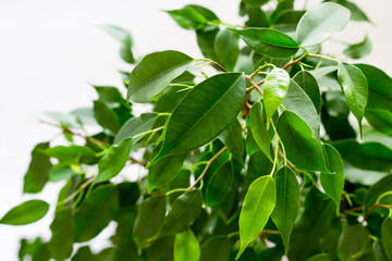 Ficus benjamin with fresh leaves on white background. Background with green leaves of a ficus.