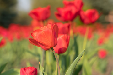 Tulip flowers. Red Flowers spring.
