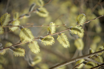 Blooming willow with yellow chickens on the branches