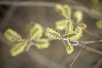 Blooming willow with yellow chickens on the branches
