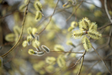 Blooming willow with yellow chickens on the branches