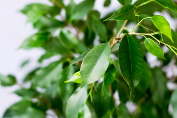 Ficus benjamin with fresh leaves on white background. Background with green leaves of a ficus.