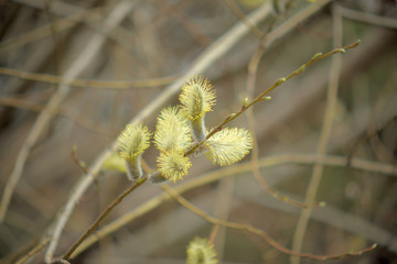 Blooming willow with yellow chickens on the branches
