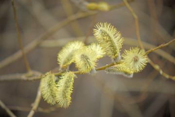 Blooming willow with yellow chickens on the branches