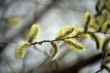 Blooming willow with yellow chickens on the branches