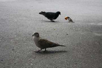 birds in a city park