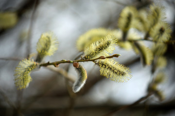 Blooming willow with yellow chickens on the branches