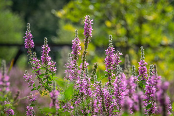 field of lavender flowers