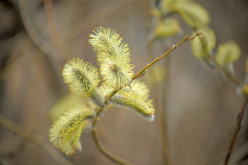 Blooming willow with yellow chickens on the branches