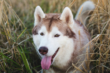 Obraz premium Beautiful and happy beige dog breed siberian husky with tonque hanging out lying in the bright rye field