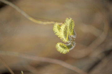 Blooming willow with yellow chickens on the branches