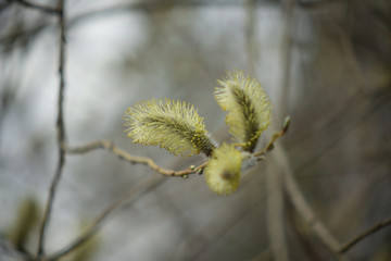 Blooming willow with yellow chickens on the branches
