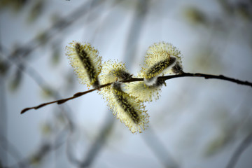 Blooming willow with yellow chickens on the branches