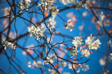 Apfelbaum im Frühjahr