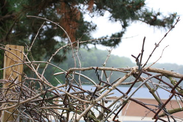 hedge on a background of blue sky