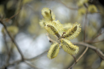 Blooming willow with yellow chickens on the branches