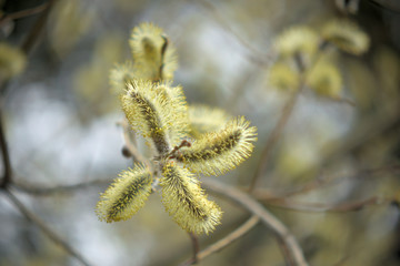 Blooming willow with yellow chickens on the branches